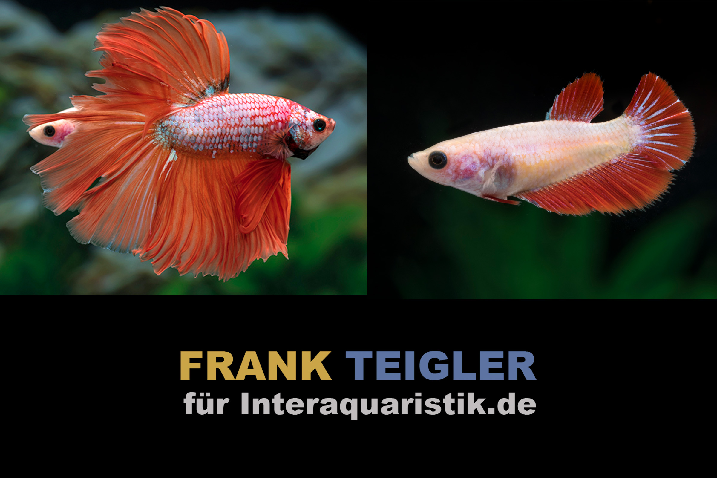 Paar: Halfmoon Kampffisch Dragon Red, Betta splendens